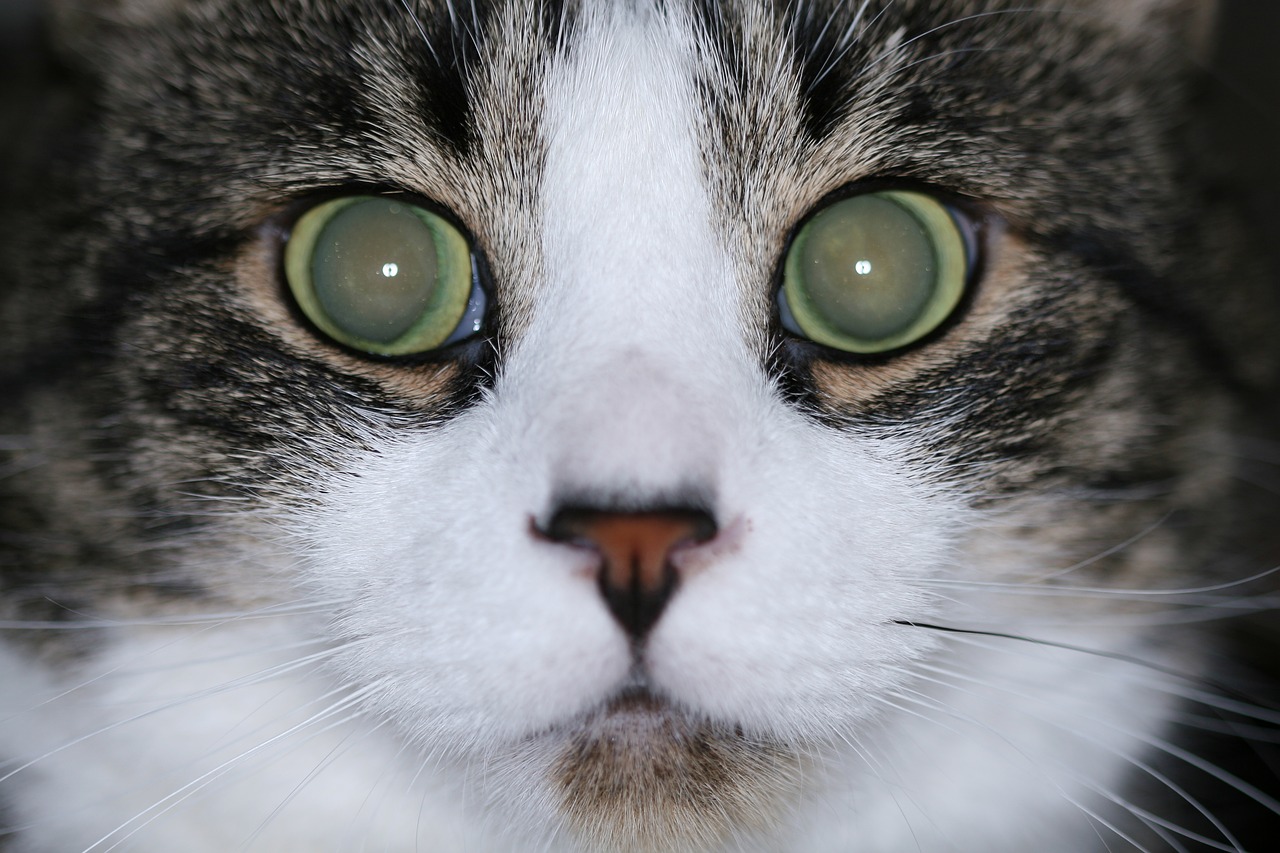 cat eyes stare free photo