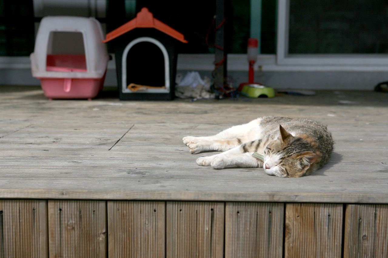 cat siesta deck free photo