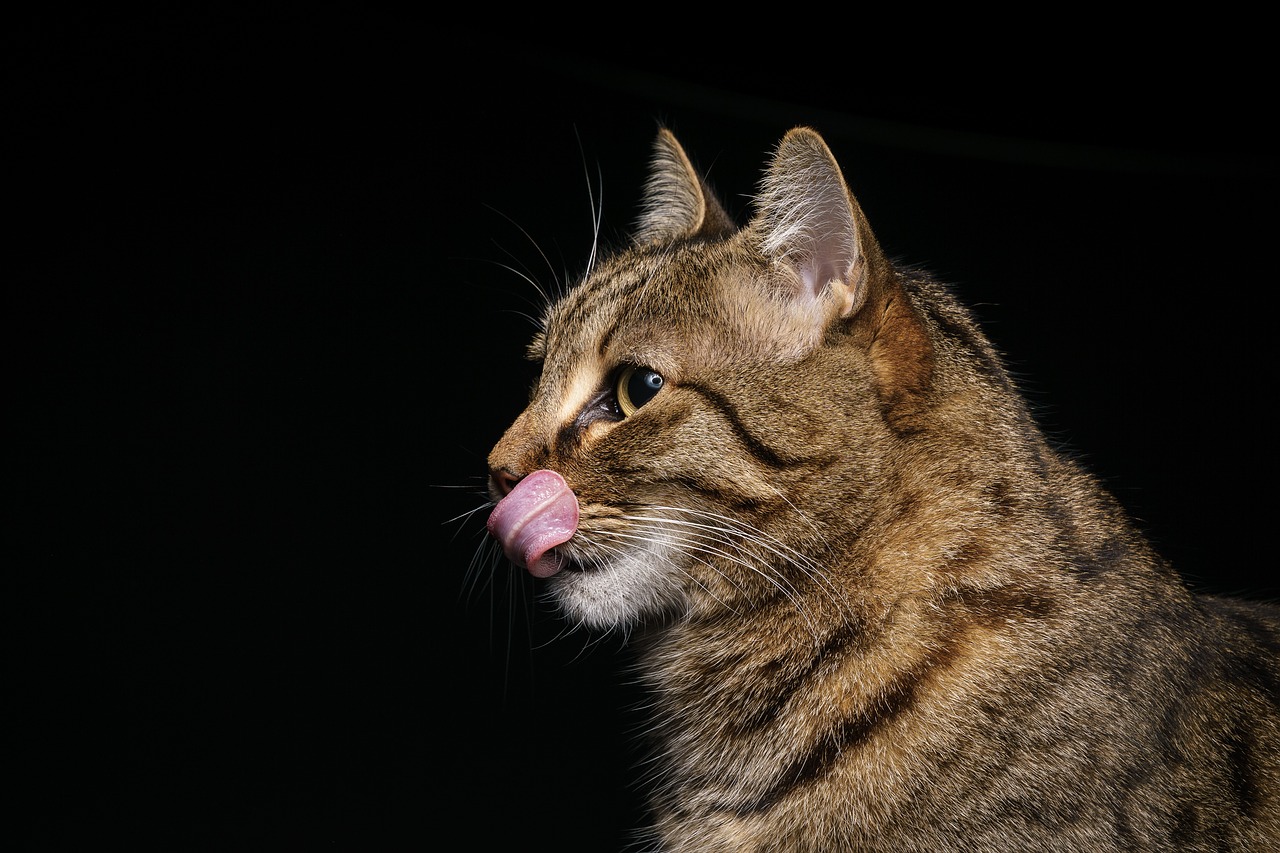 cat tongue cute free photo