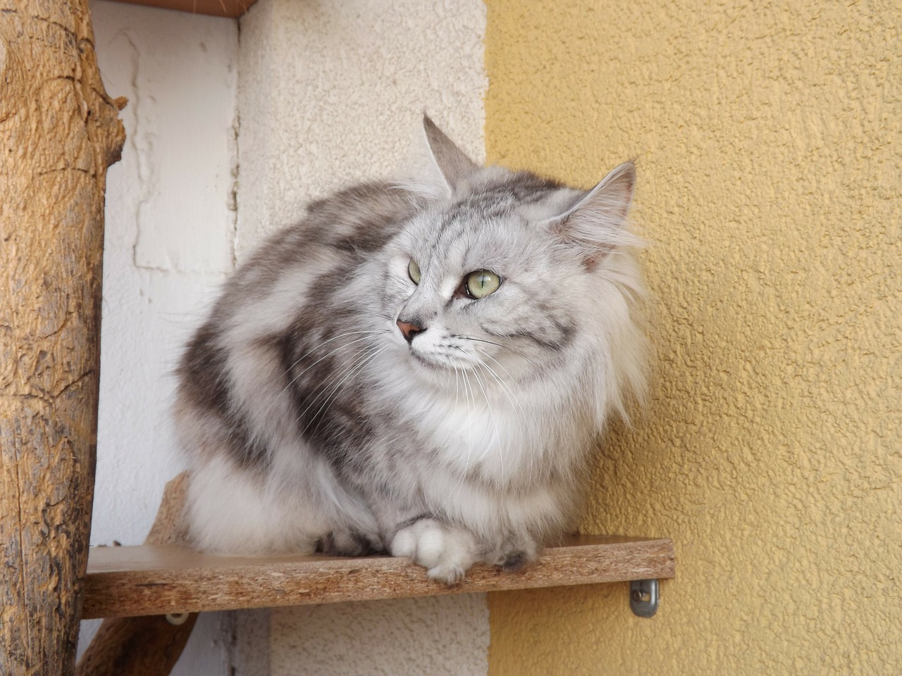 cat animal kurilian bobtail free photo