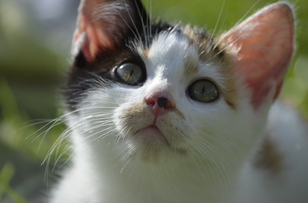 cat lucky cat colorful free photo