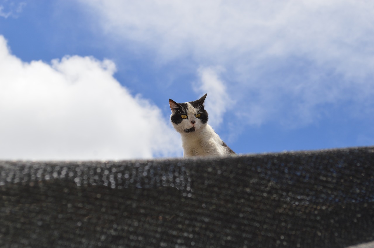 cat roof feral free photo