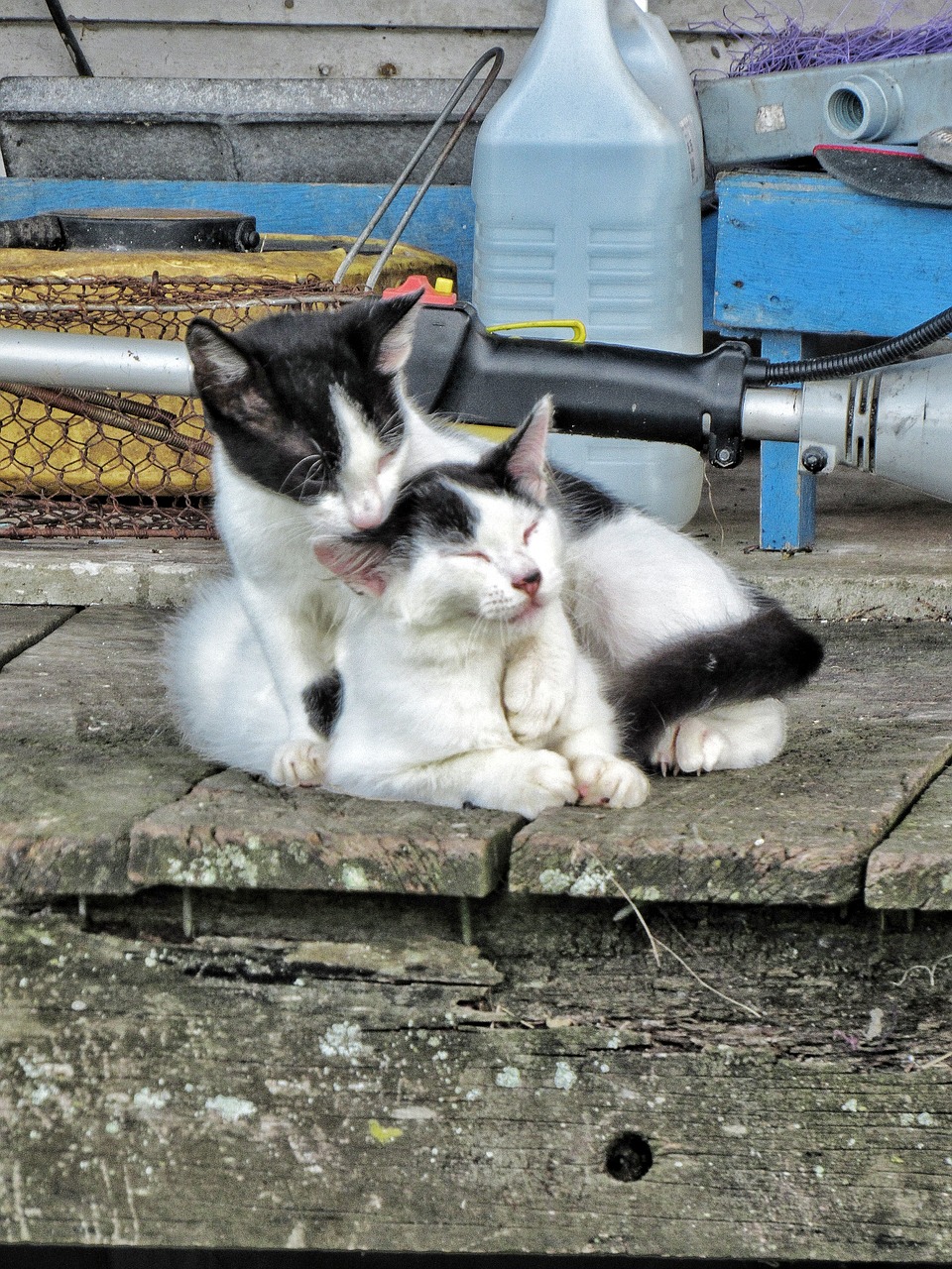 cat love cleaning free photo