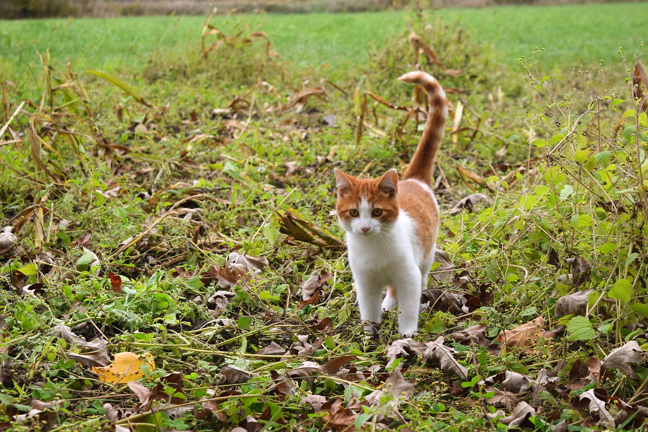 cat pet kitten free photo