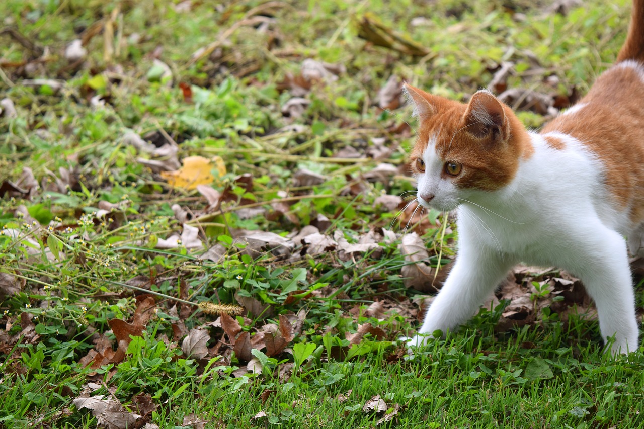 cat kitten feline free photo