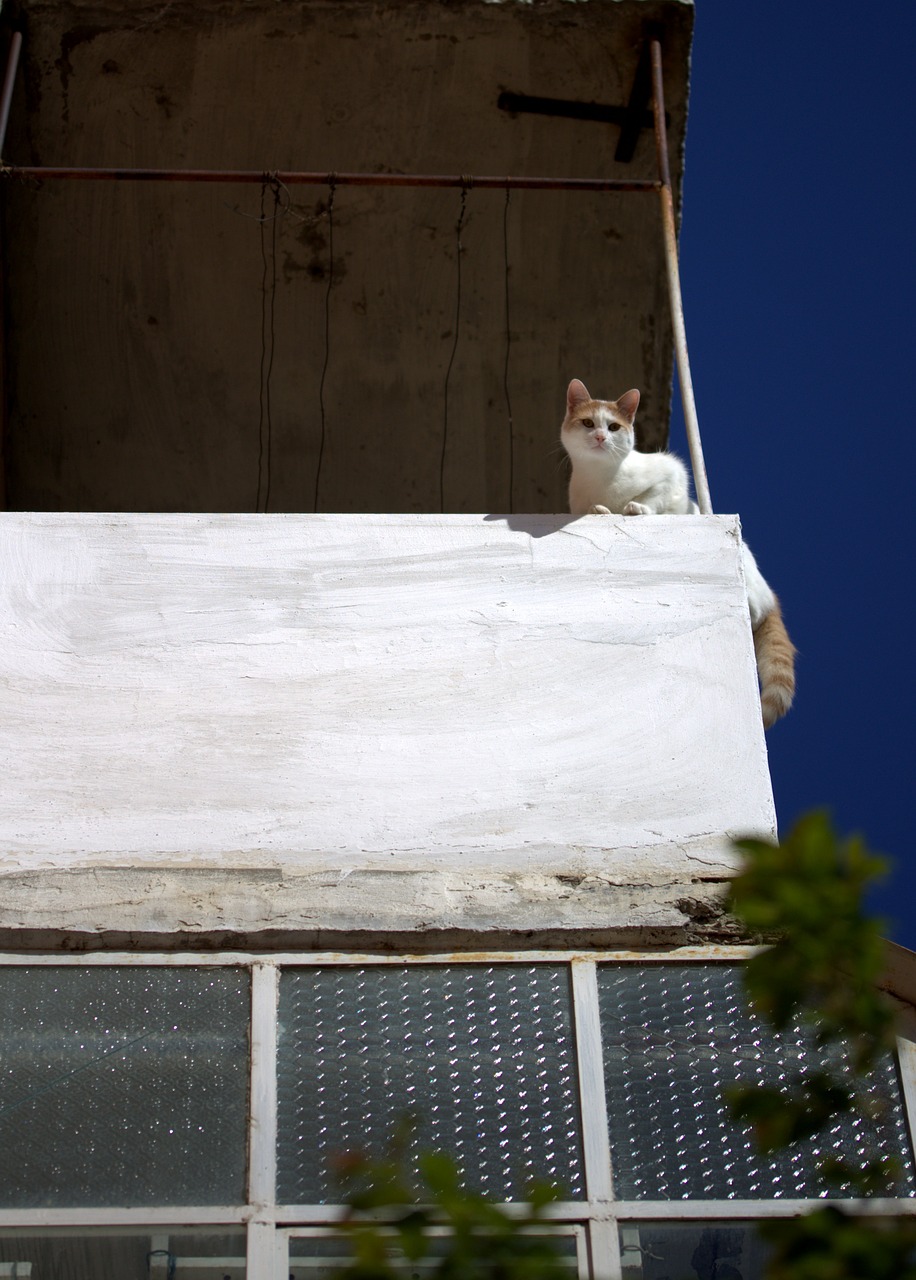 cat balcony height free photo