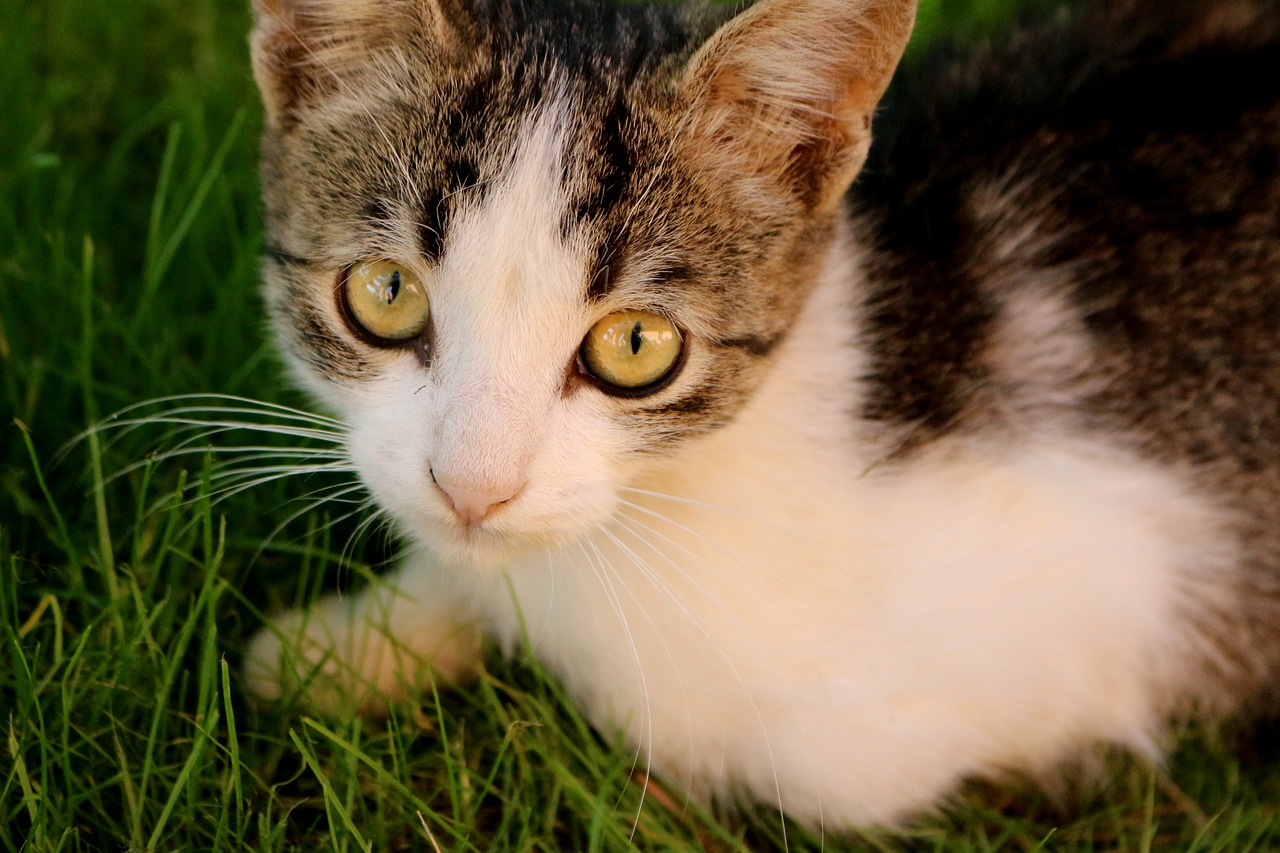 cat eye green eyes free photo