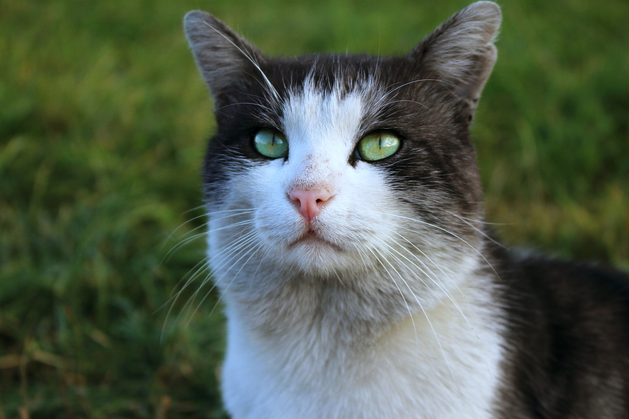 cat snout gray cat free photo