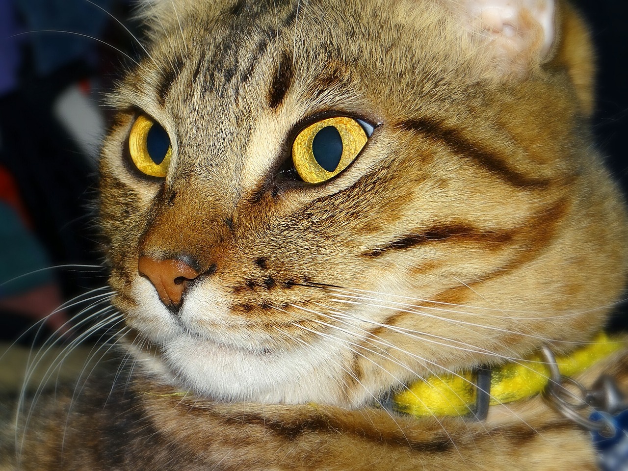 cat tabby yellow eyes free photo