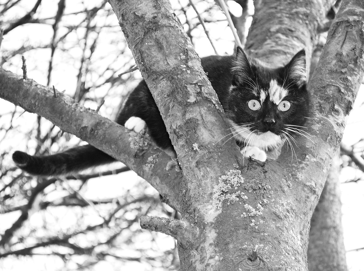 cat climb tree free photo