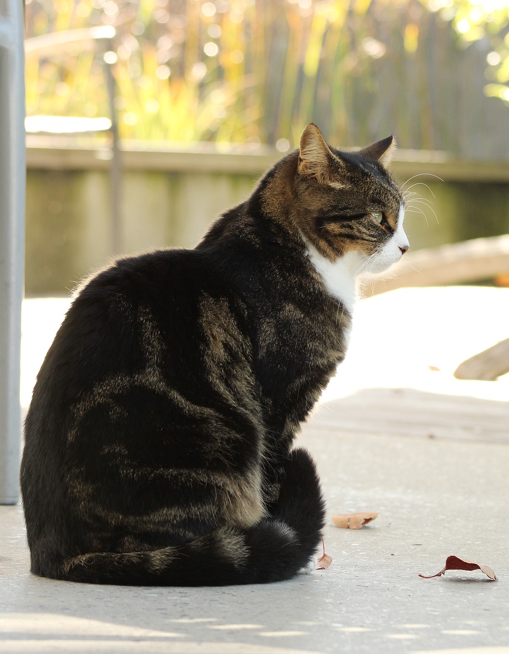 cat autumn domestic cat free photo