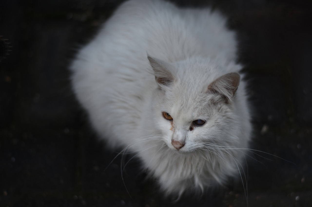 cat animal white cat free photo