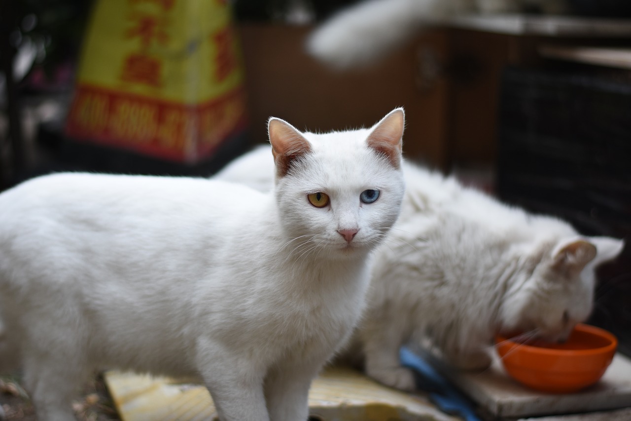 cat white animal free photo