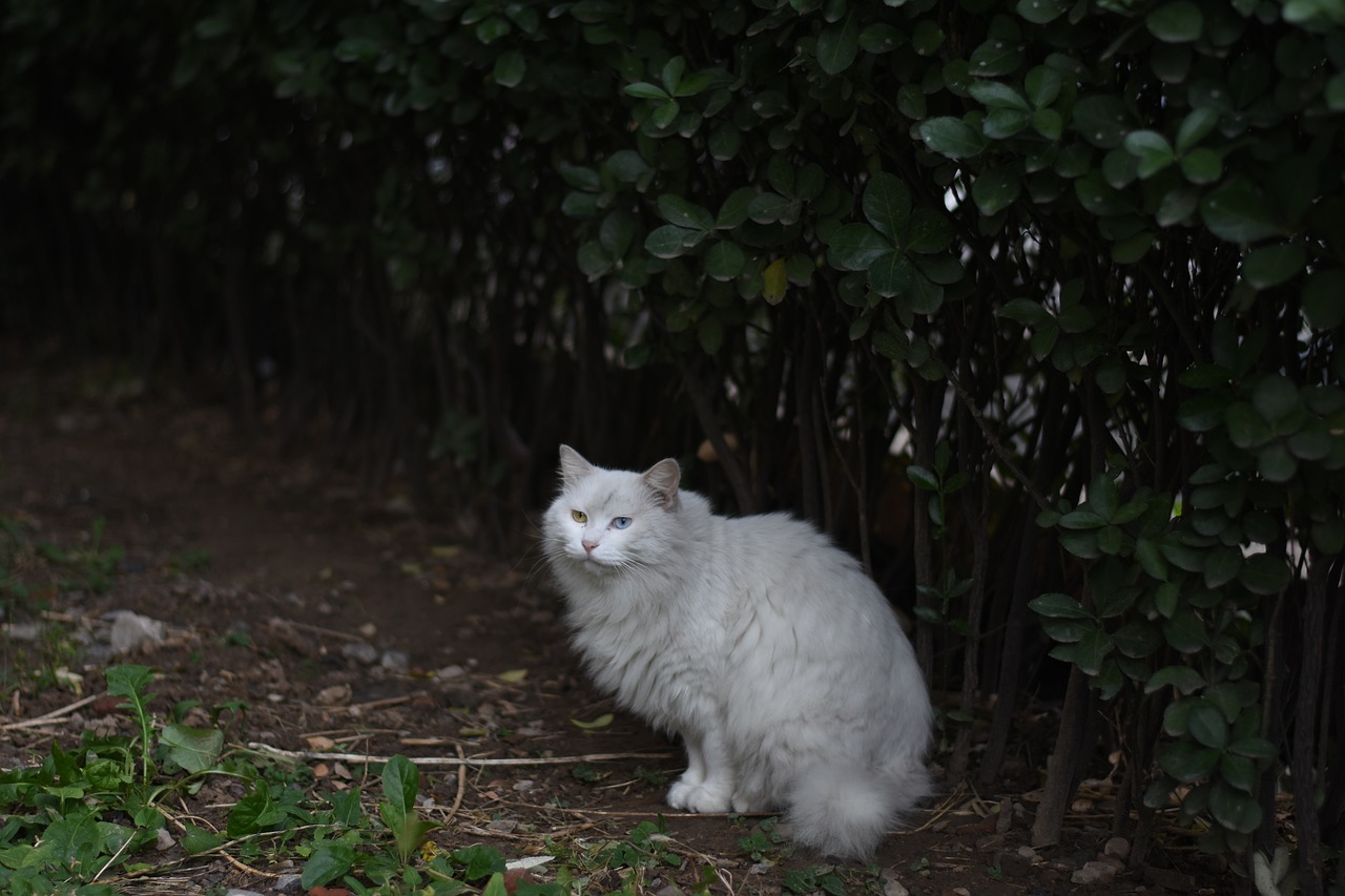 cat shade white free photo