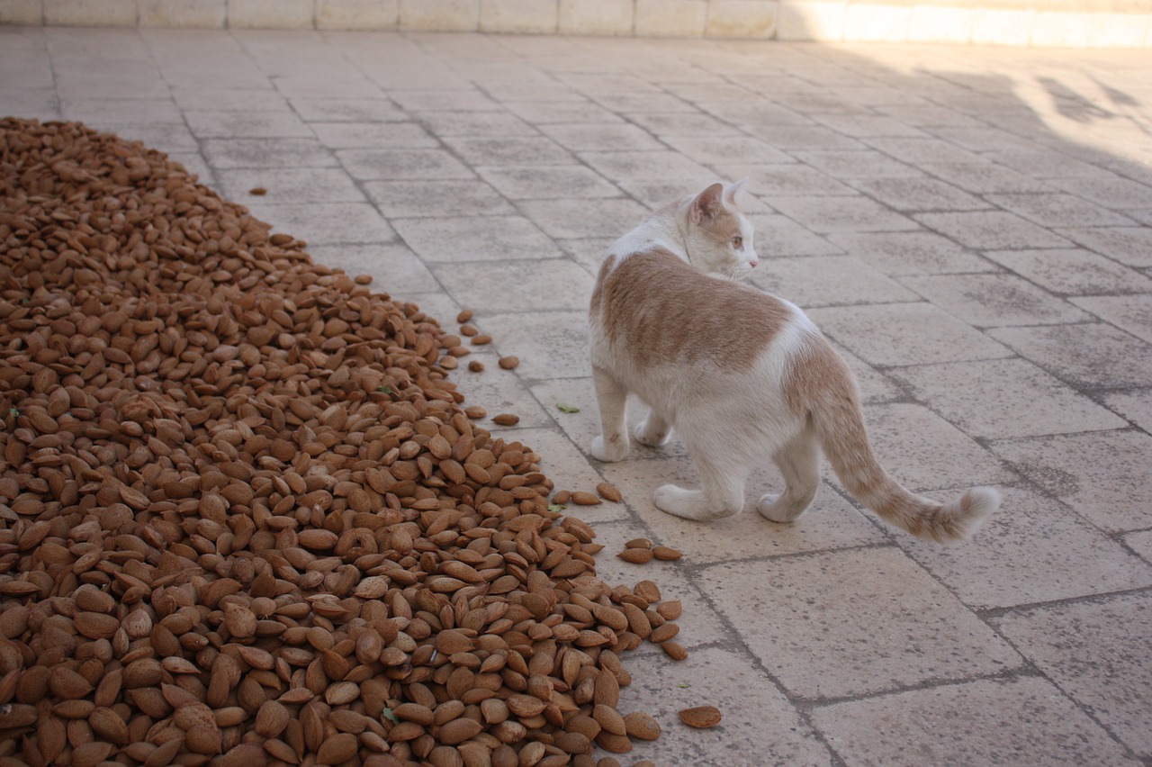 cat almonds sicily free photo
