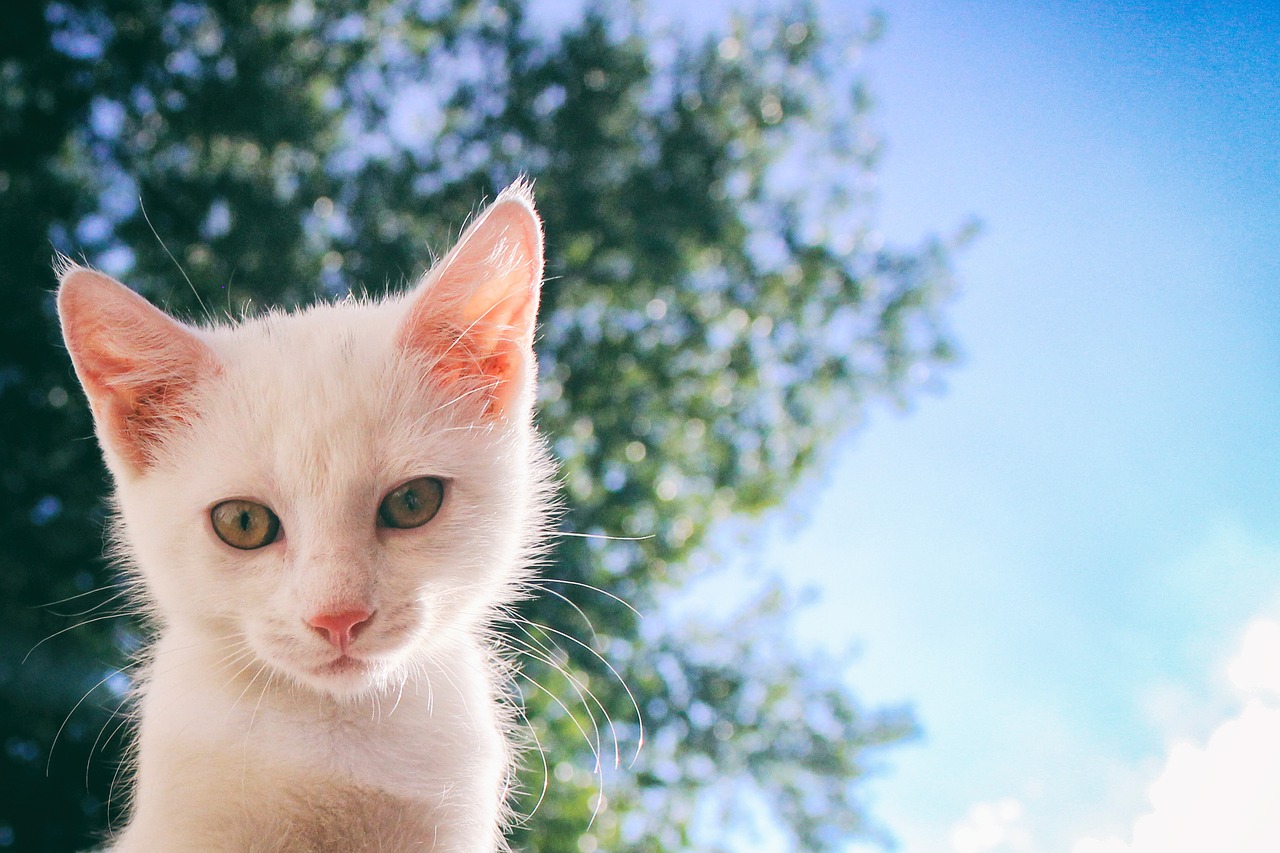 cat white kitten free photo