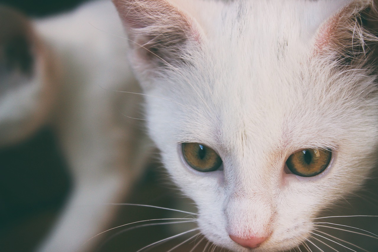 The big white cat. Грязно белая кошка. Белый котёнок строгий взгял. Сосредоточенный белый кот. Кошка белая рычит.