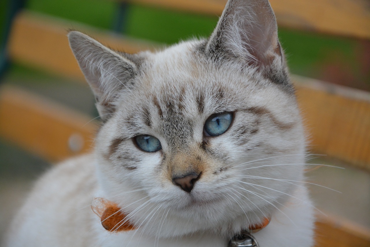 Породы кошек с косыми голубыми глазами