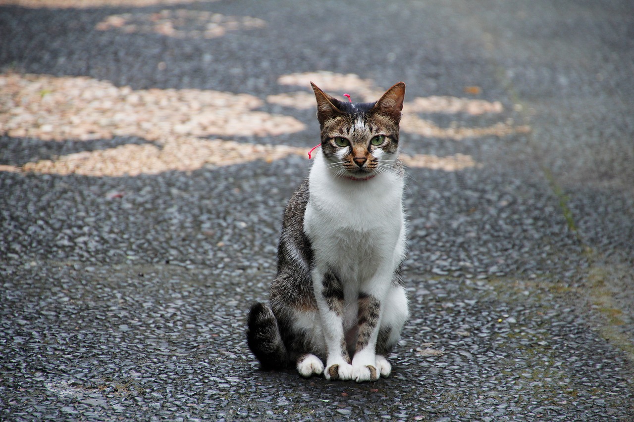 cat sit wait free photo