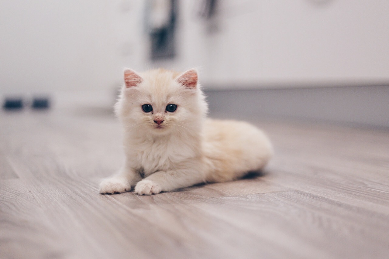 cat kitten cute free photo