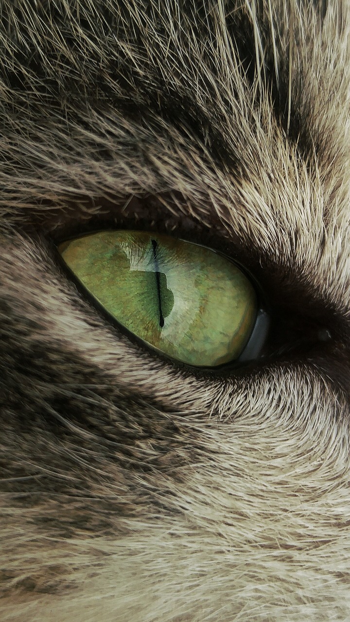 cat eye reflection free photo