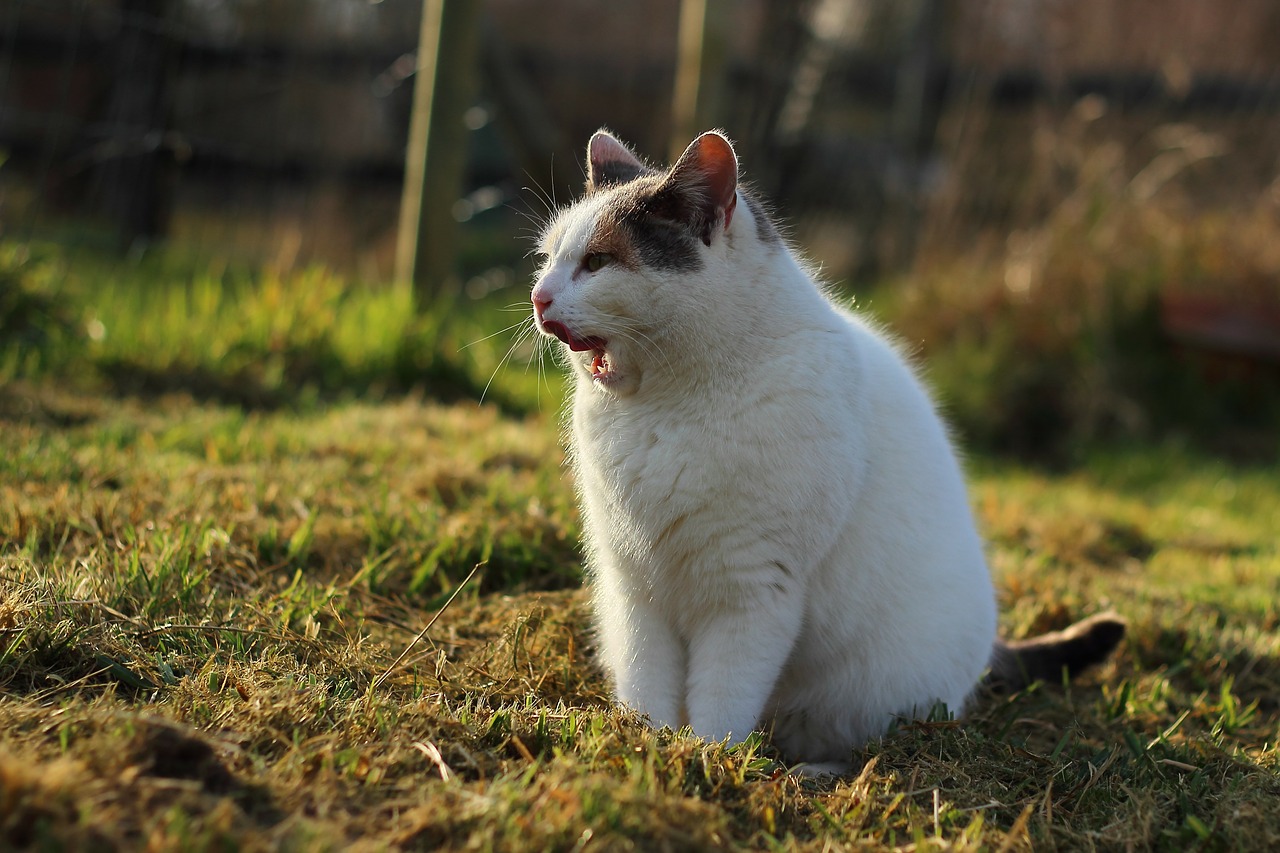 cat yawns yawn free photo
