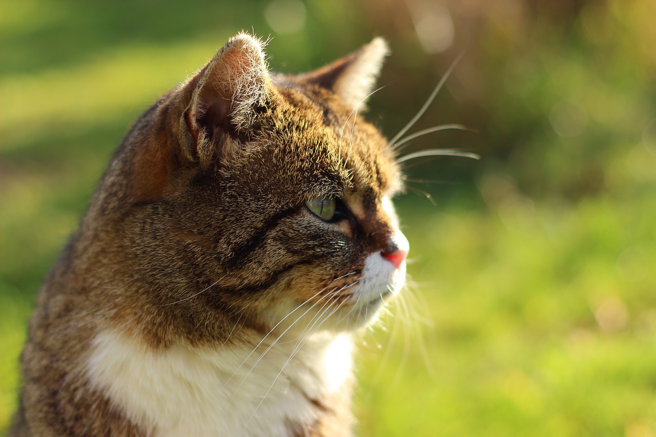 cat light sun free photo