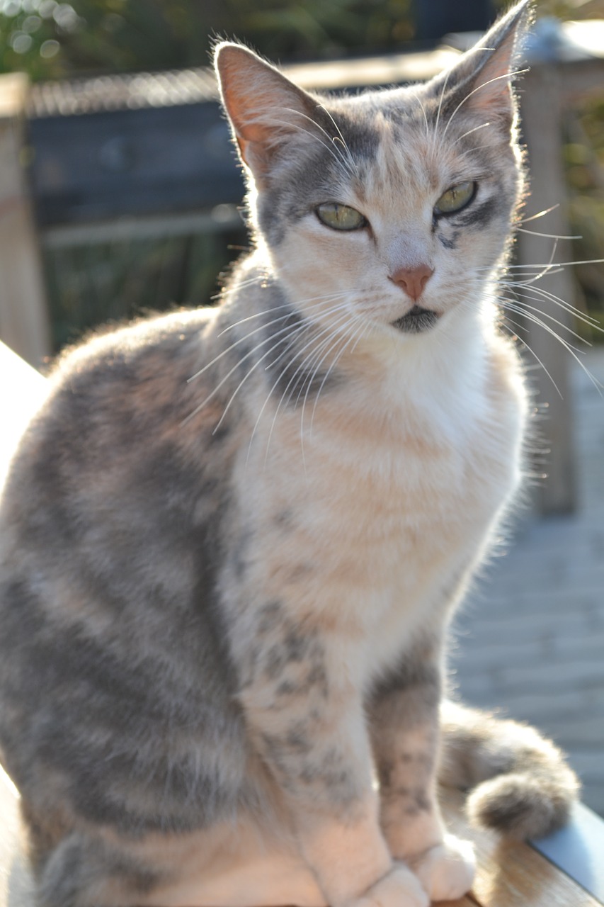 cat loves sun free photo