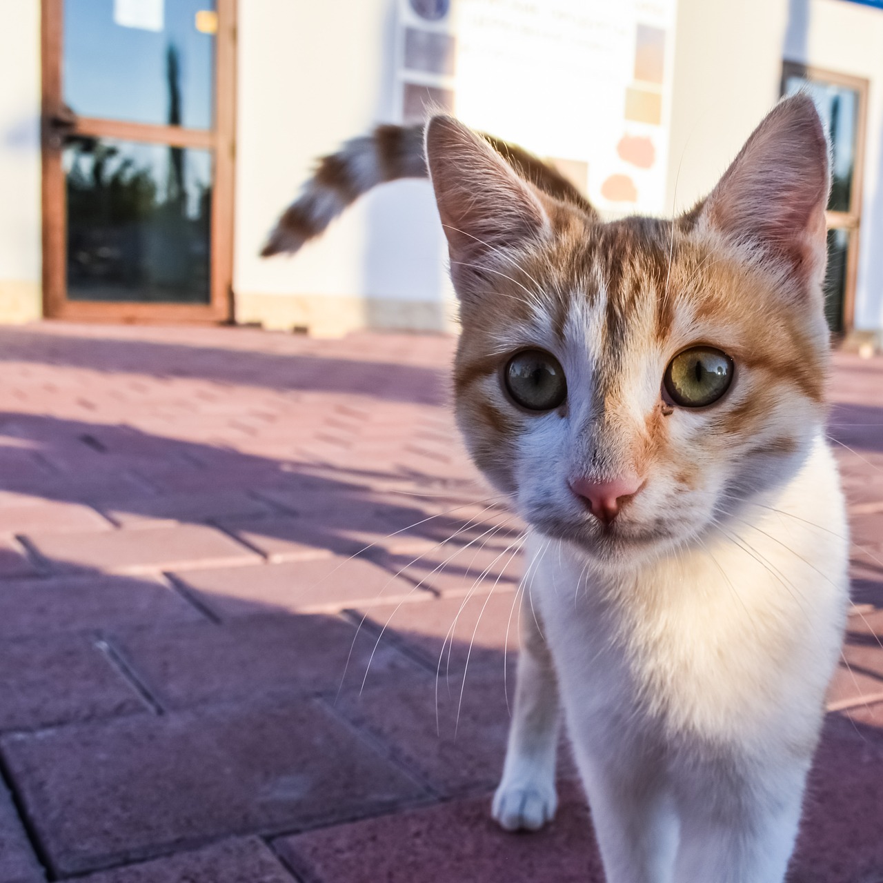 cat stray young free photo