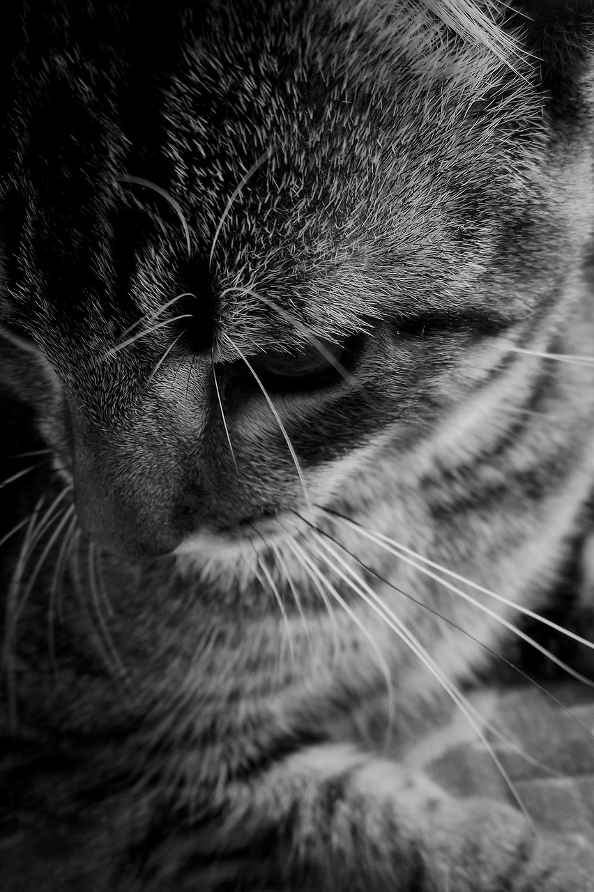 cat feline kitten free photo