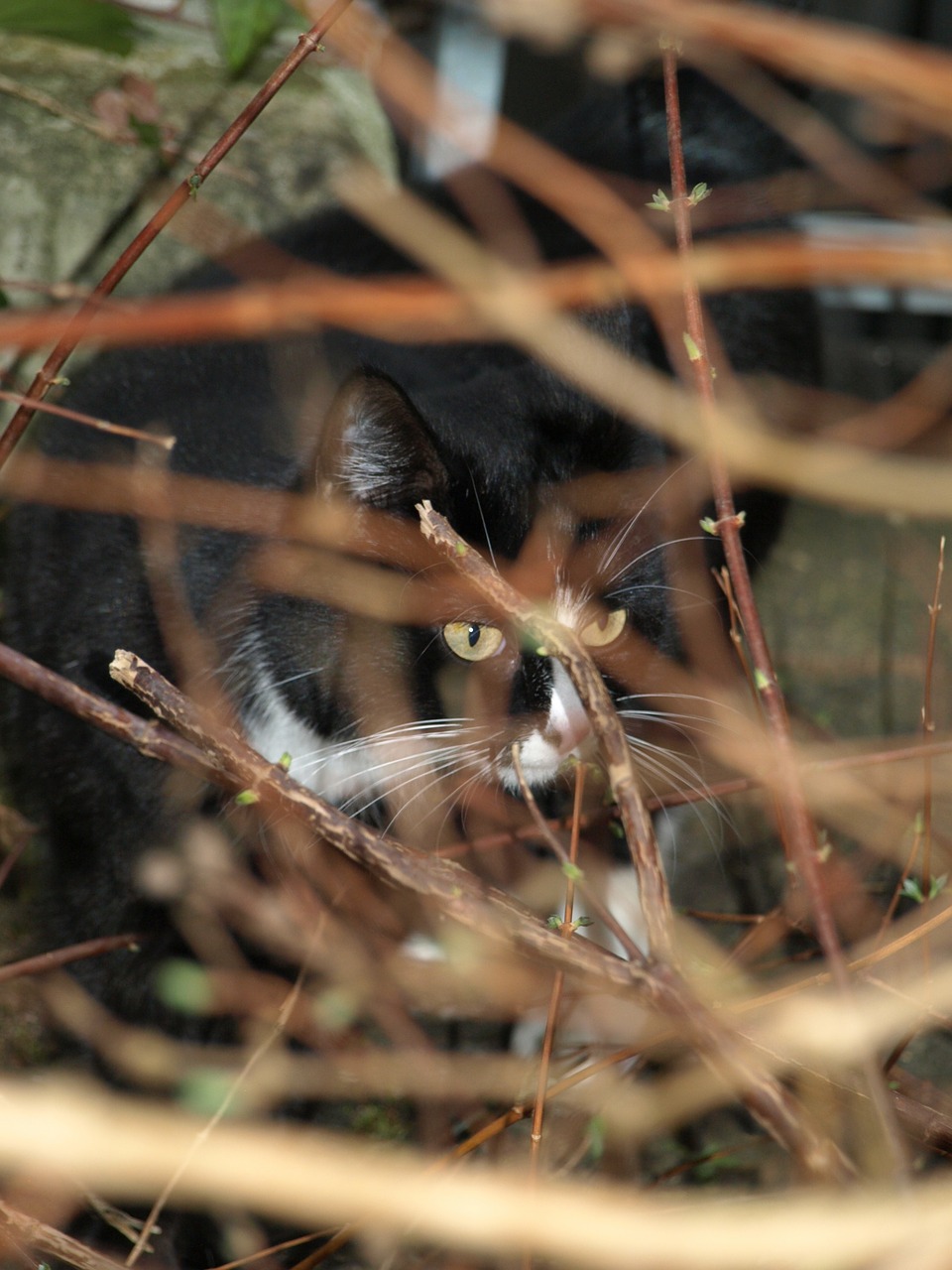 cat hunting hiding place free photo