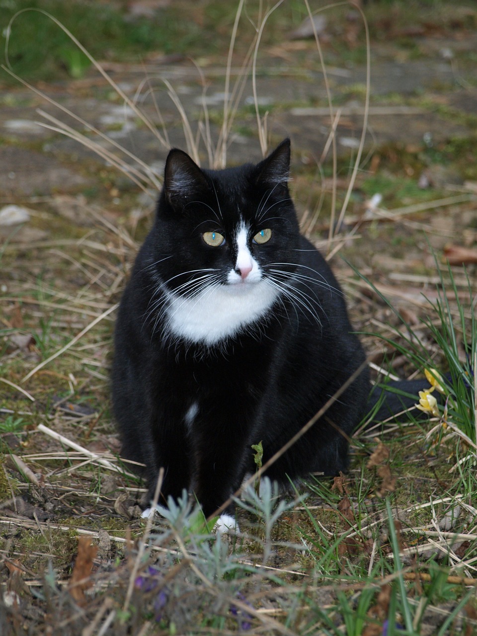 cat black and white free pictures free photo