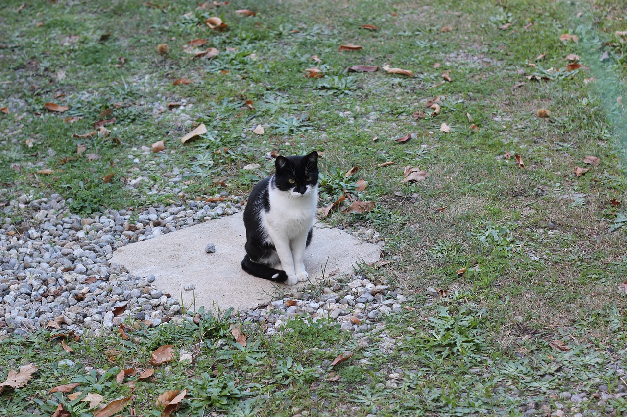 cat garden feline free photo