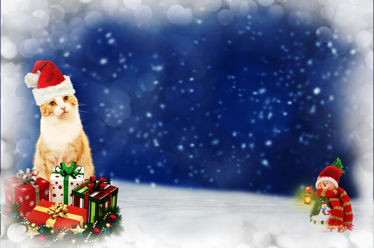 cat christmas gifts free photo