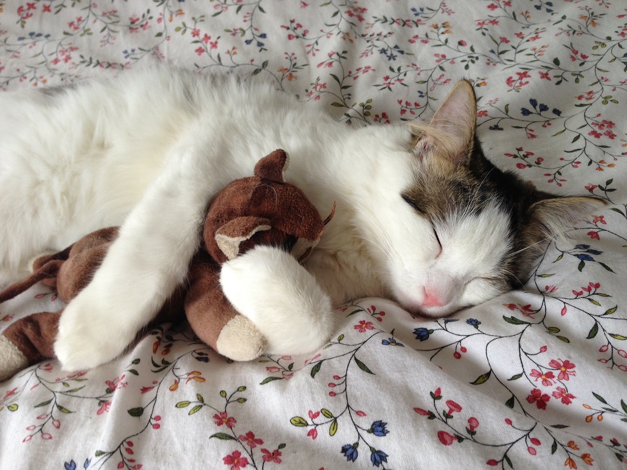 Cat hugging shop stuffed animal