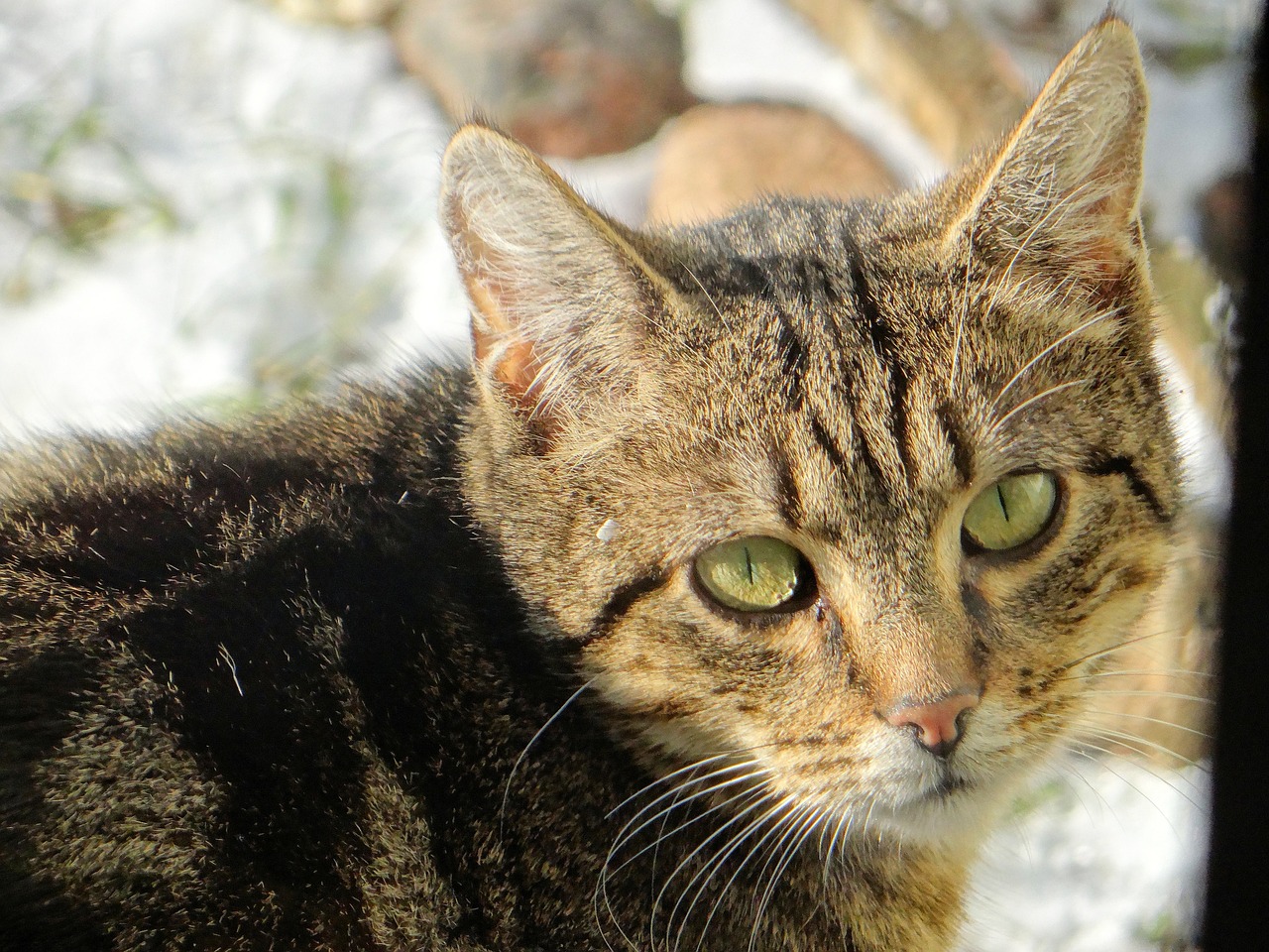 Фауна кошки. Cat looking at Camera.