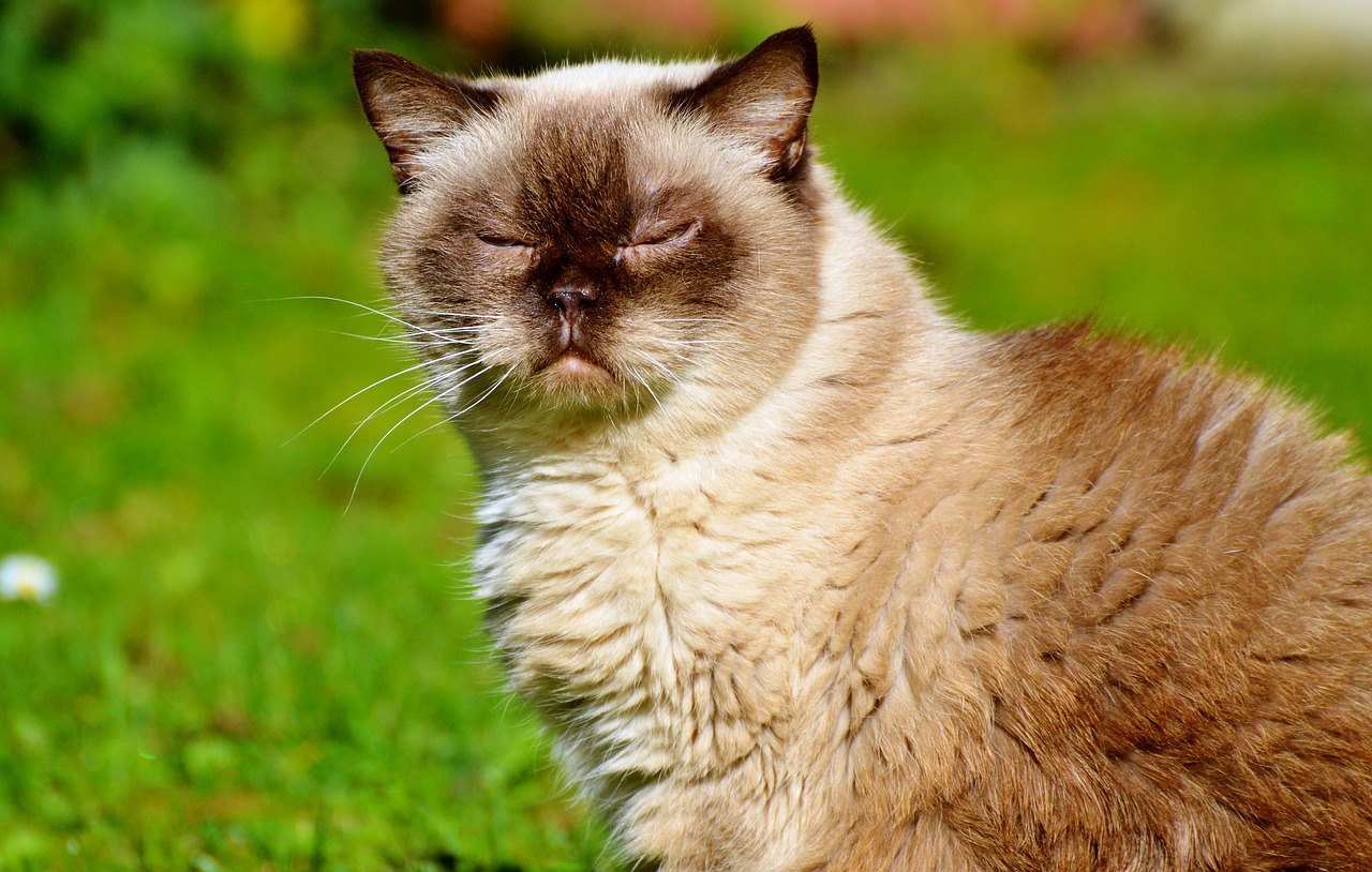 cat breed cat british shorthair free photo