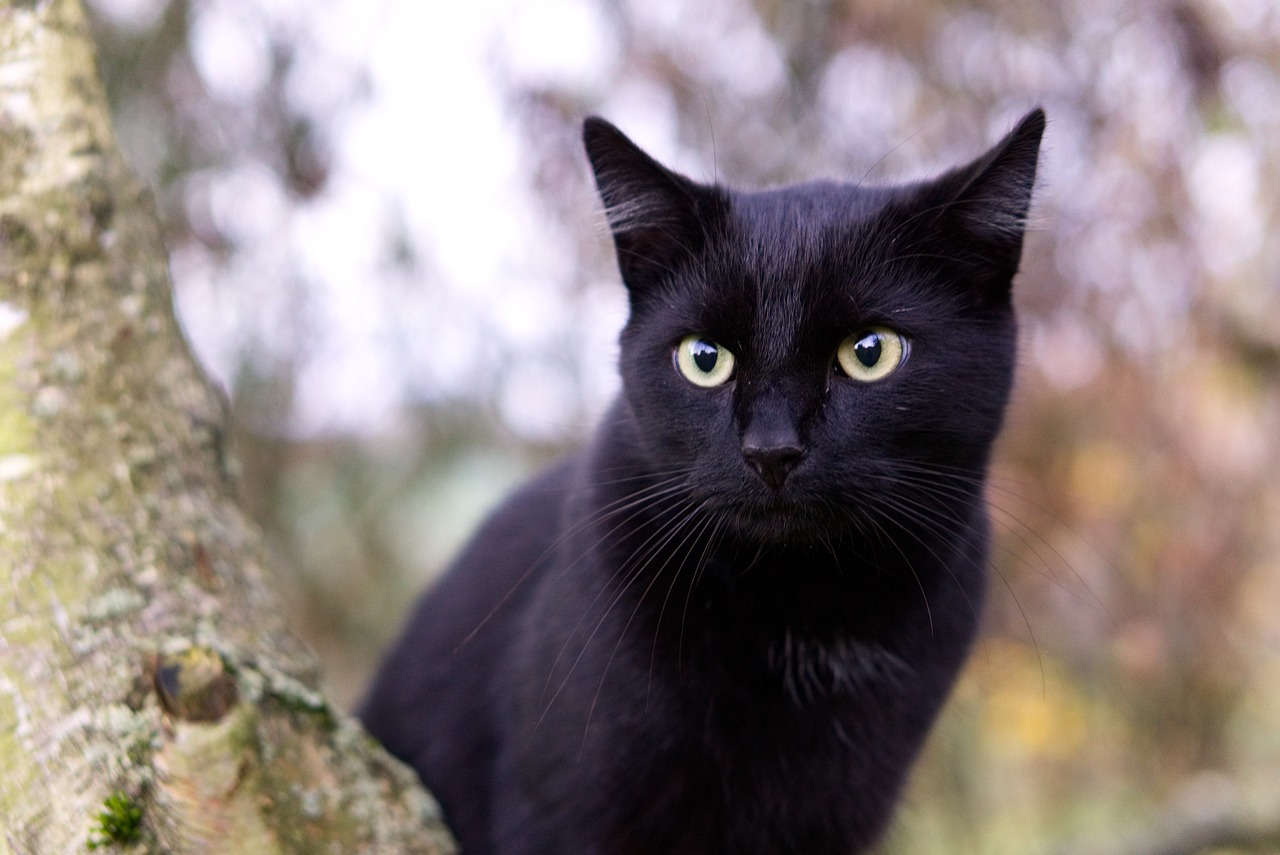 cat tree climb free photo