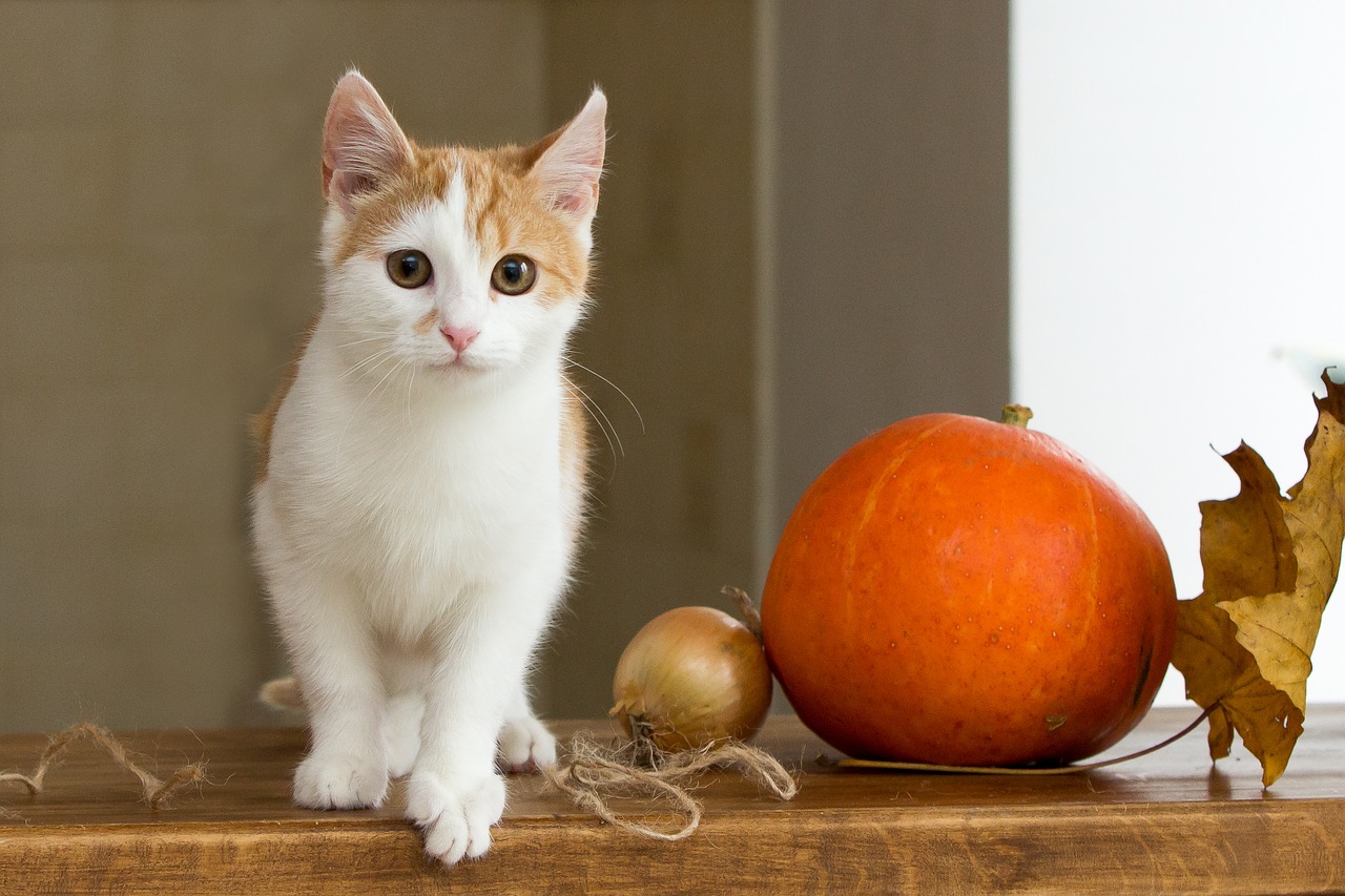 cat redhead pet free photo