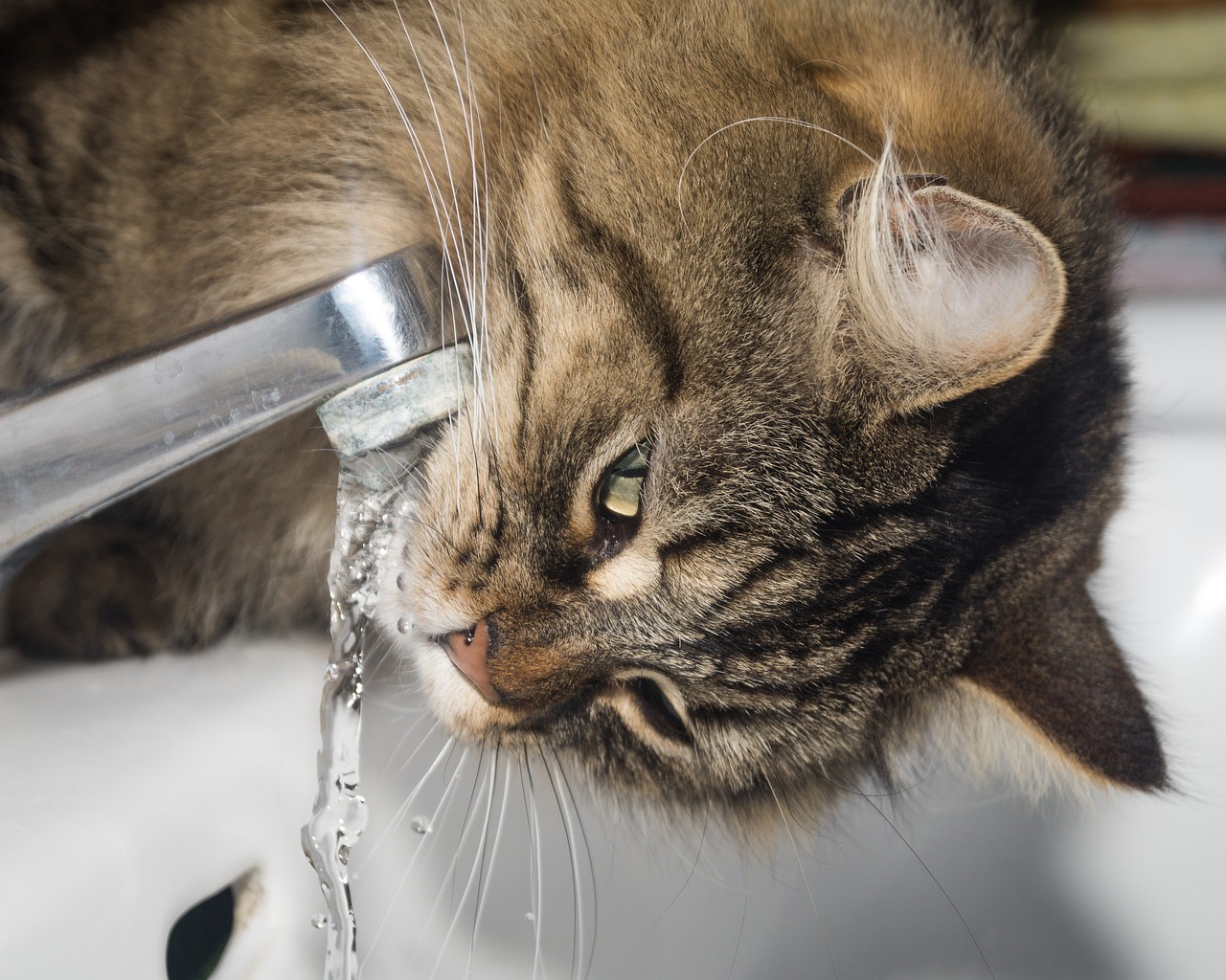 cat norwegian forest cat drink free photo