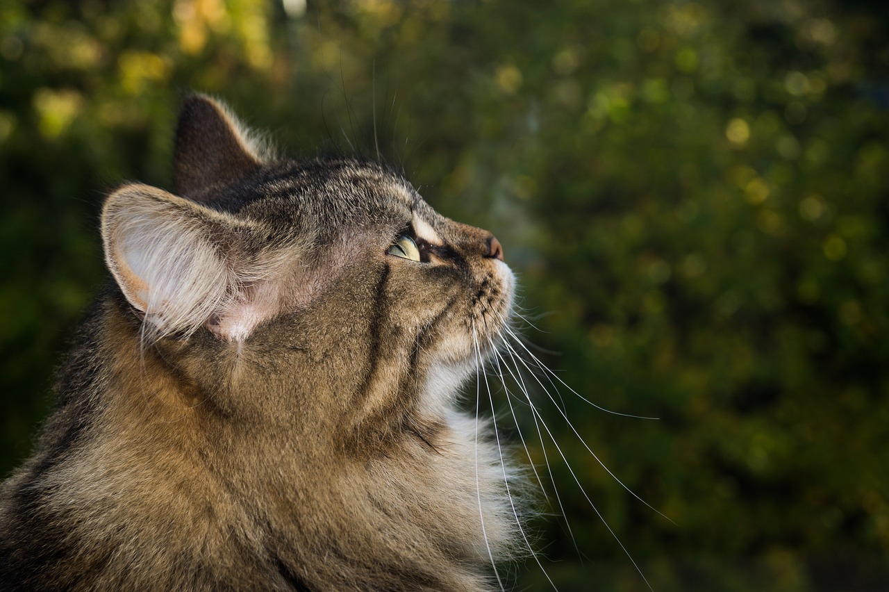 cat norwegian forest cat domestic cat free photo