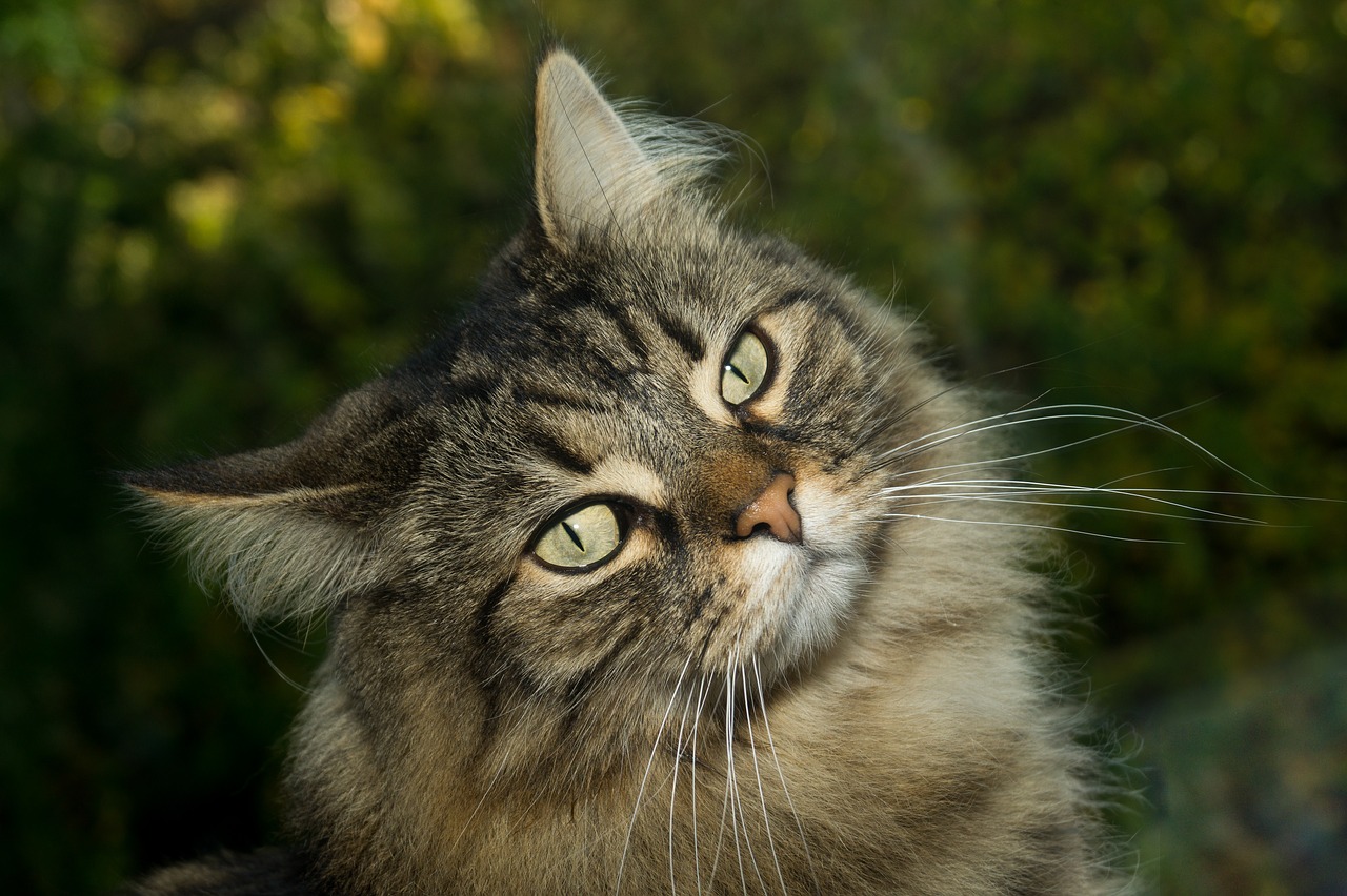 cat norwegian forest cat sweet free photo