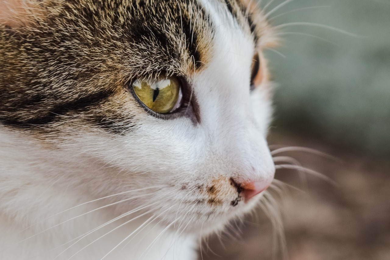 cat stray young free photo