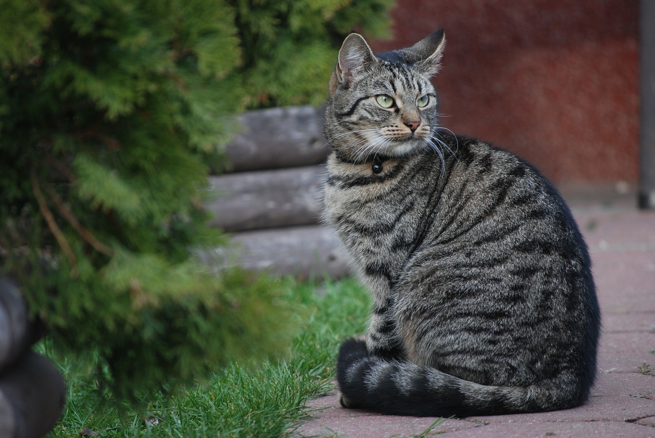 cat kitten tomcat free photo