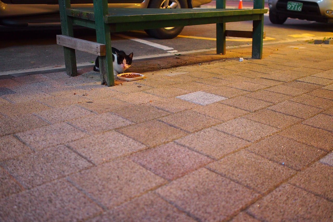 cat street cat nyan free photo