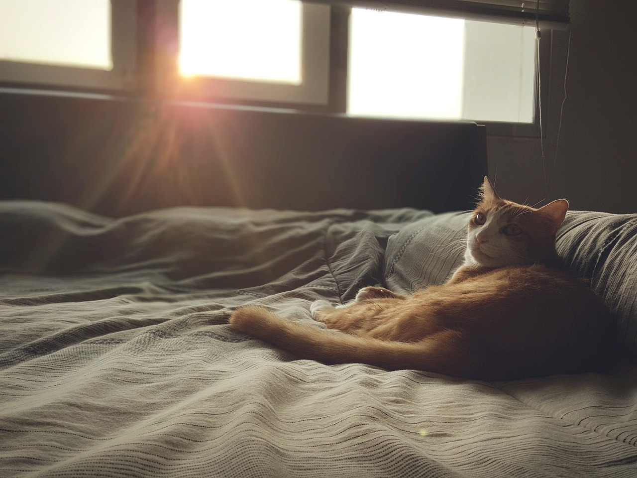 cat morning sun free photo