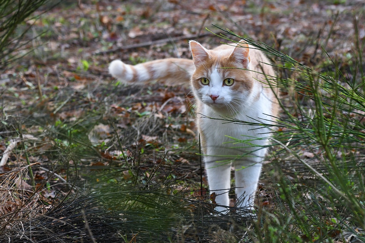 cat promenade animal free photo