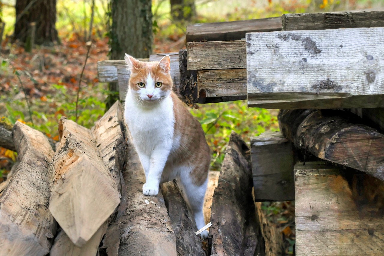 cat wood animal free photo