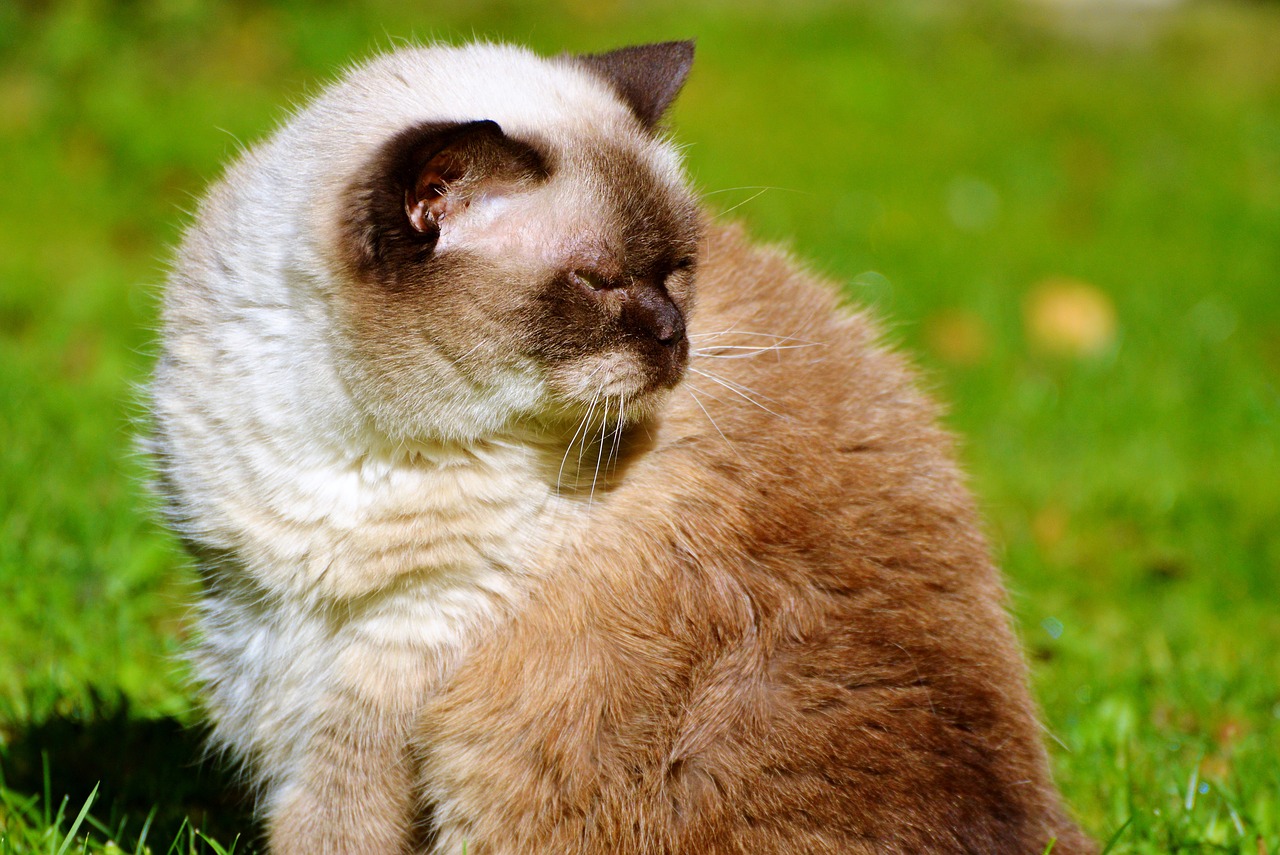 cat breed cat british shorthair free photo