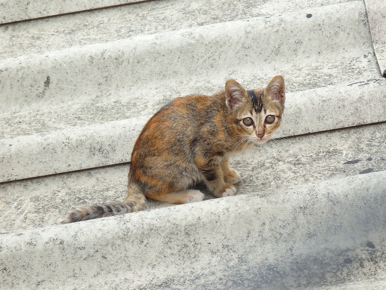 cat roof animal free photo